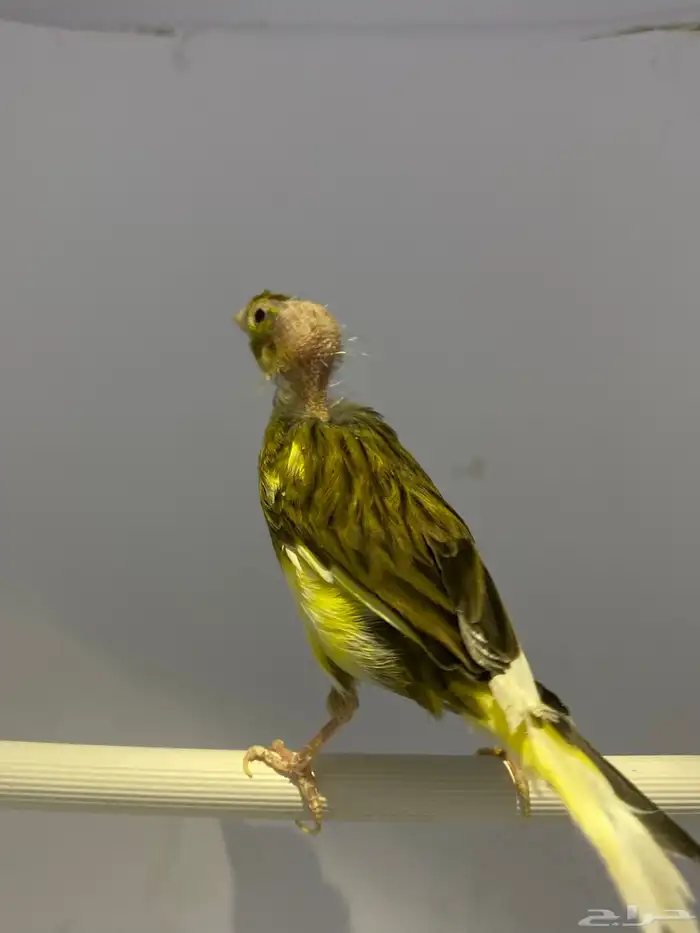 للبيع كناري 1