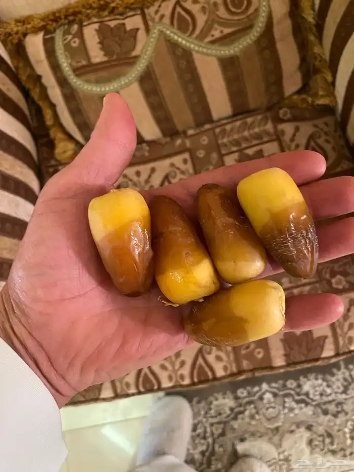 نقيلة دخينية وبرحي 3