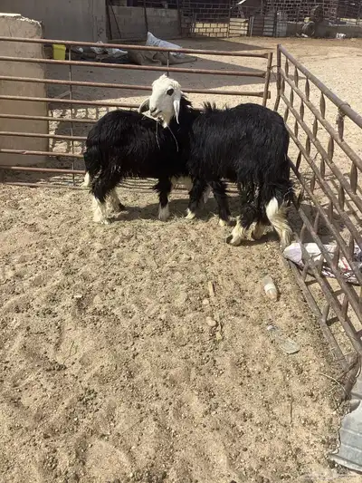 نجد خاروف و رخل نجديات 7