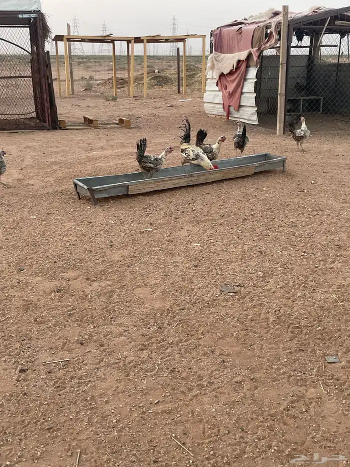 دجاج فيومي شبابي 0