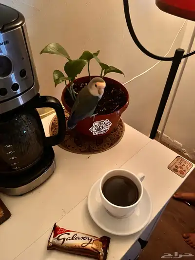 طيور روز زوجين اليفه جدا منتجه معه بيضه 2