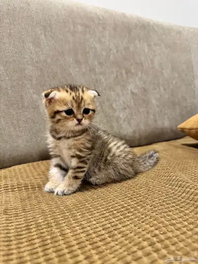 قطط كيتن سكوتش ستريت وفولد للبيع 13