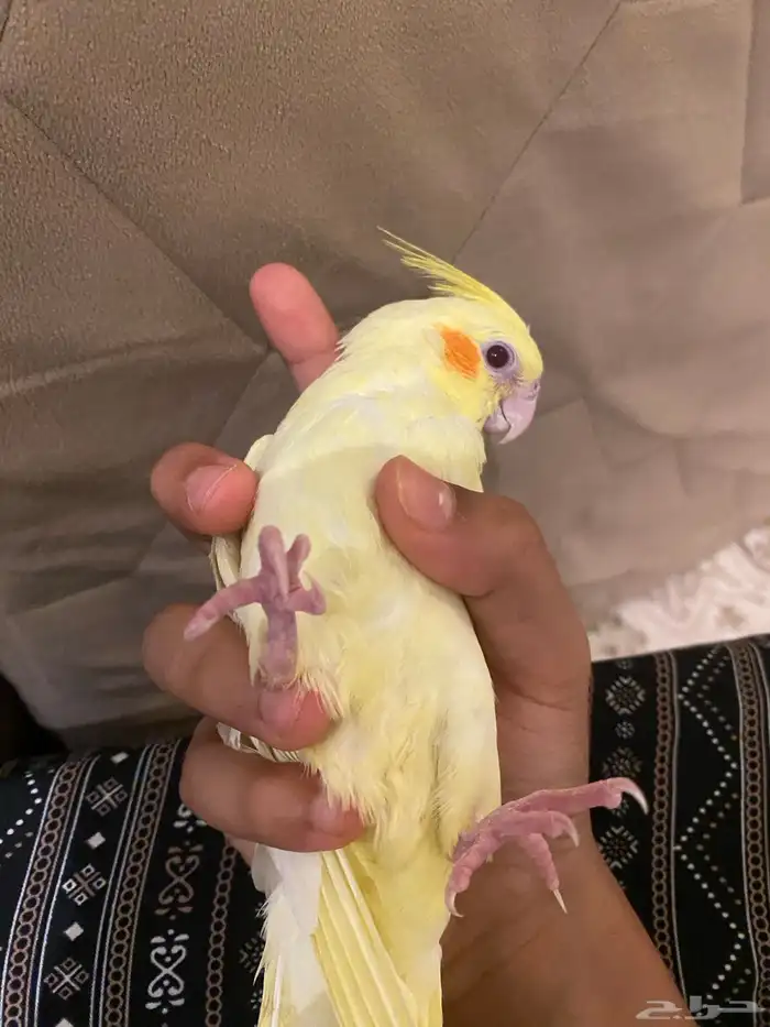 كروان صحه شرط وهدد شرط تم البيع 3