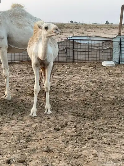 للبيع بكره طيبه 2