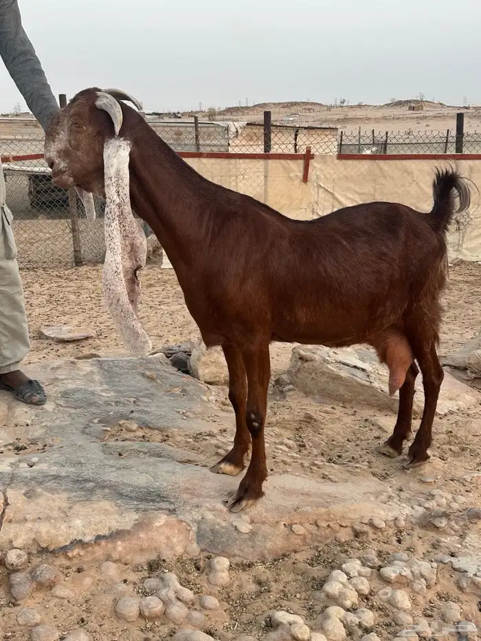 عنز خصم  مشروكة الجروم كفو 4