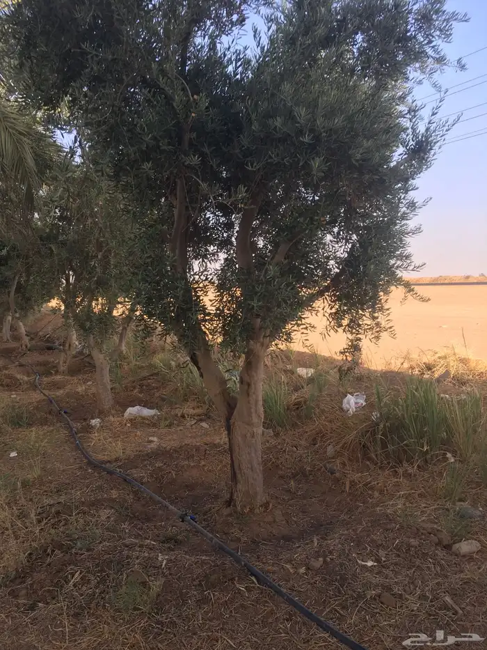 شجر زيتون ومعمر 4