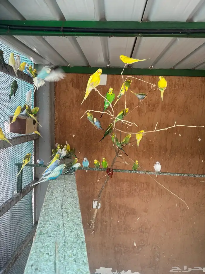 طيور بادجي منتجة 0