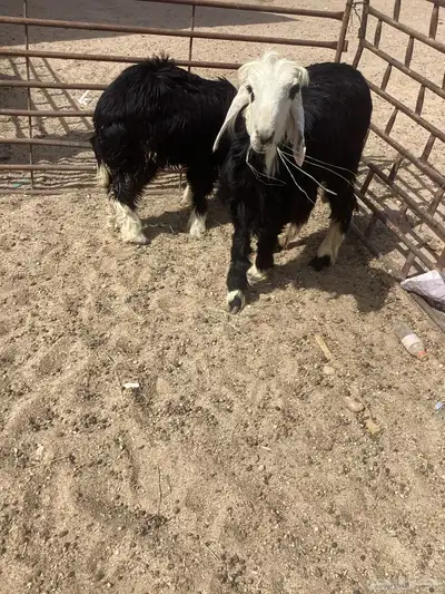 نجد خاروف و رخل نجديات 8
