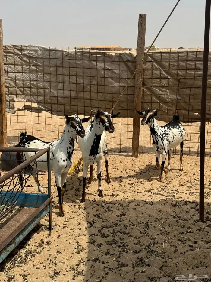 جفار بيشيات مرخ صنف الصنف 2