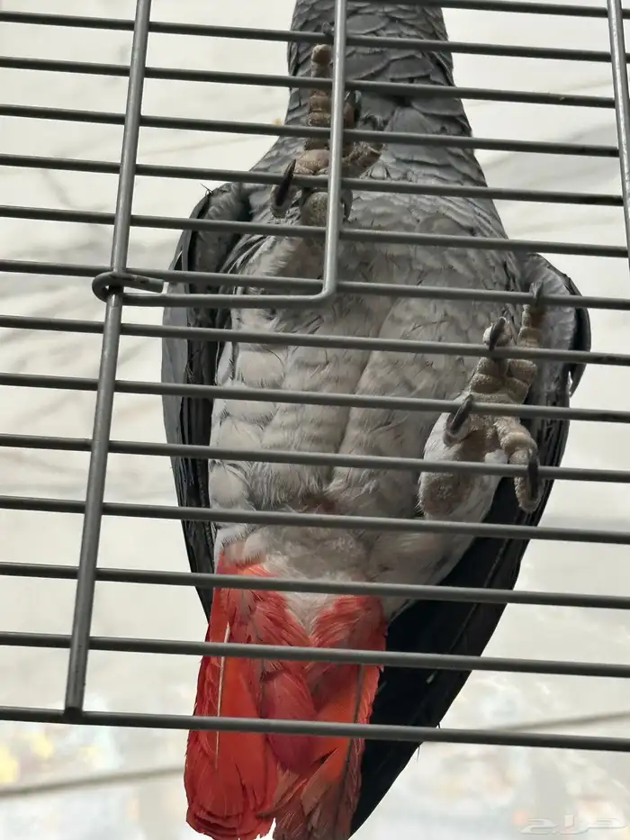 فرخ كاسكو دبل سوبر ( تم البيع ) 15