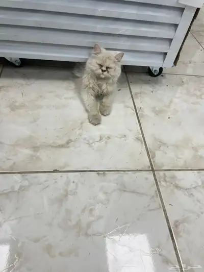 قطة بحاجه لتبني 0