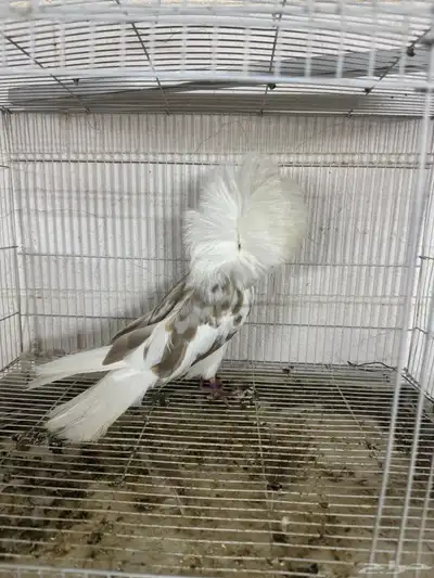 جوكابين 2