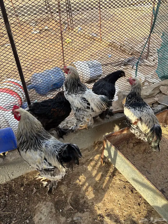 دجاج براهما أصلي 5