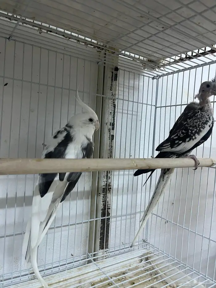 زوج كروان زوجين كروان للبيع 1