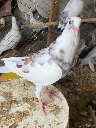 فروخ حمام مشكل 2