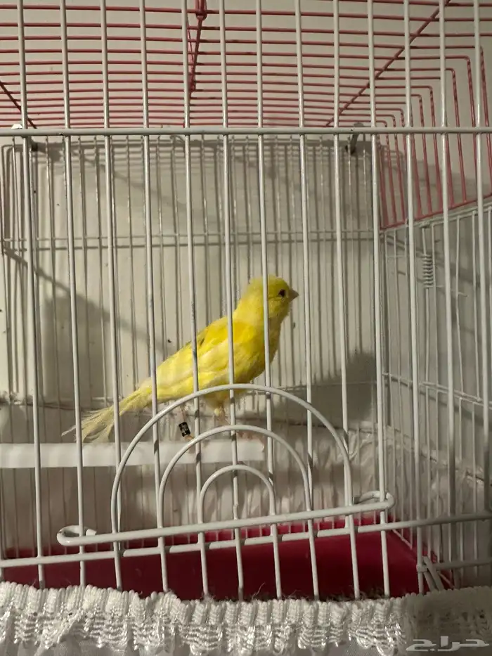 ذكر كناري سوري مغرد 3