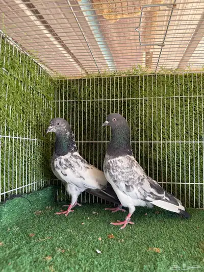 زوج فيروز بوري 0