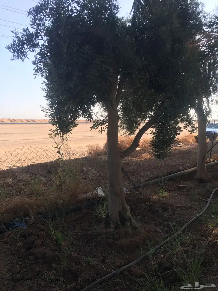 شجر زيتون ومعمر 8