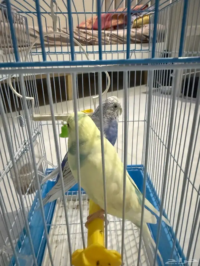 طيور الحب 0