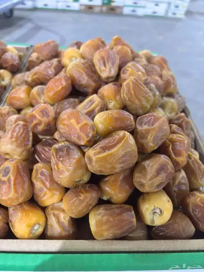 مفتلات 3