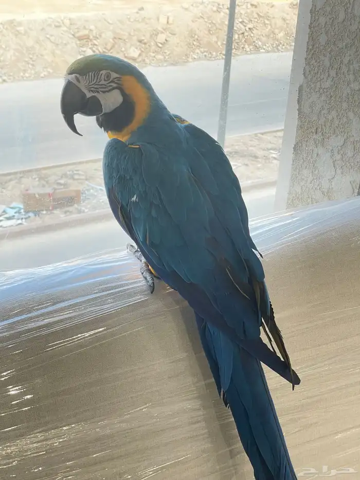 مكاو بلو اند قولد اليف ومتكلم ( تم البيع ) 3