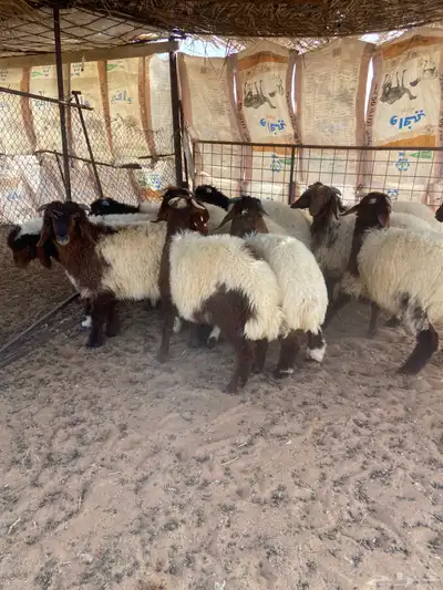 خرفان نعيم 13