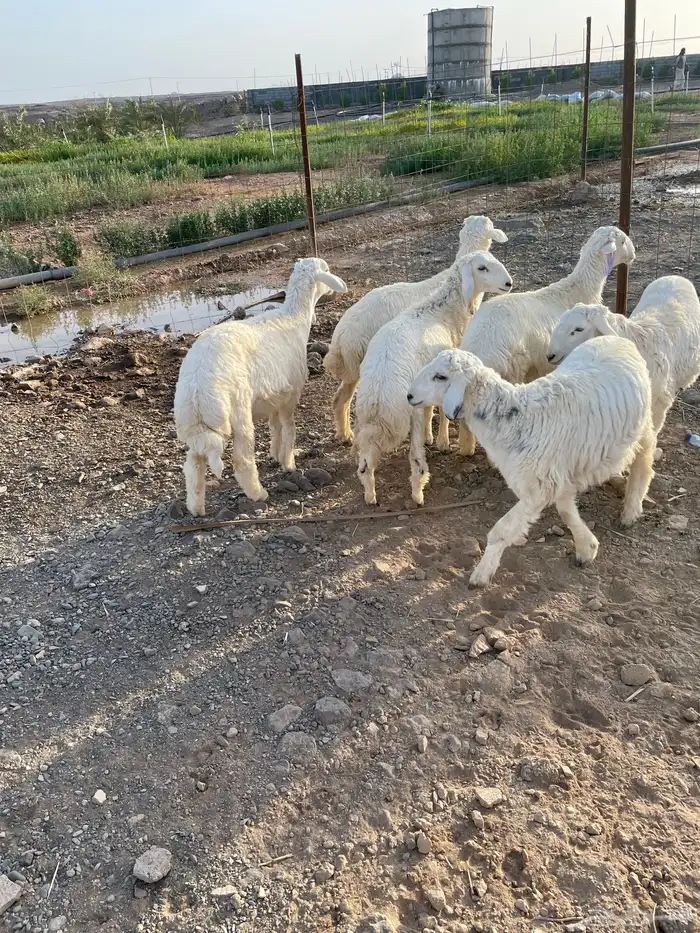 طليان ذبايح مشروطه شحم ونظافه 5