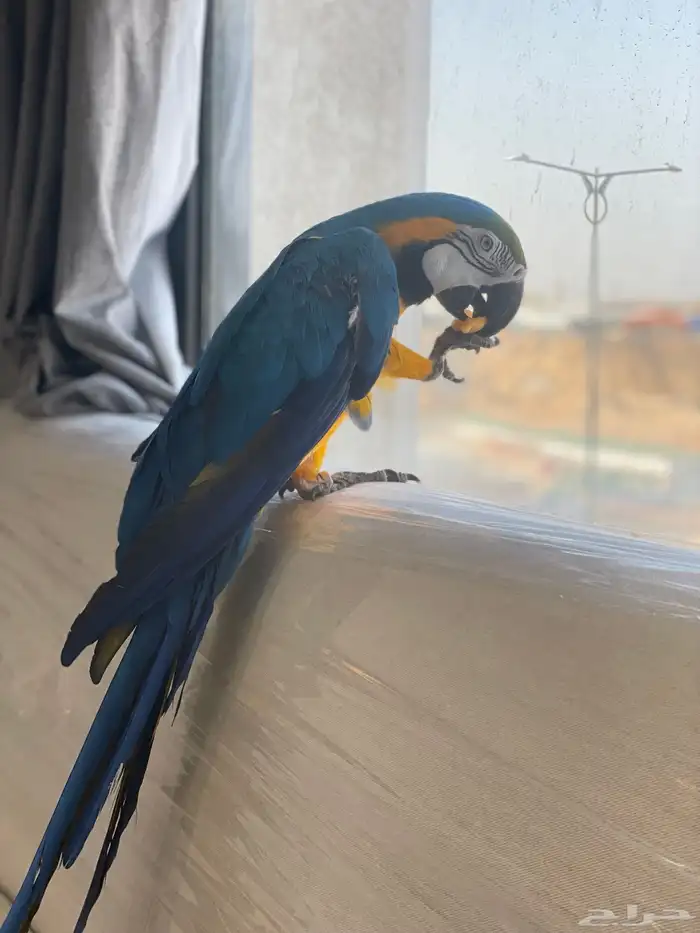 مكاو بلو اند قولد اليف ومتكلم ( تم البيع ) 2