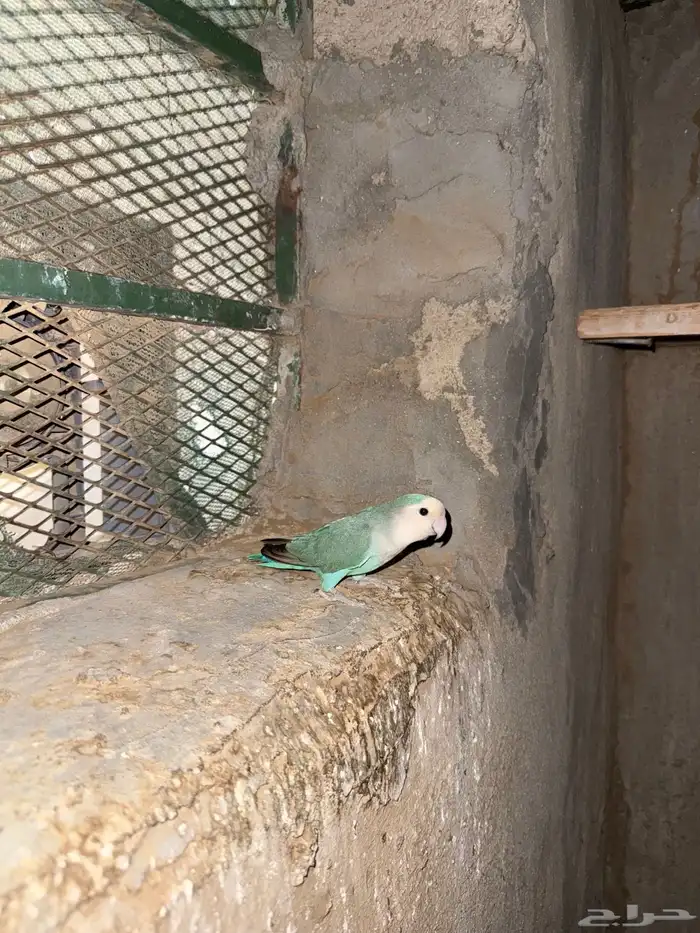 عشة روز ازواج وفرايد 6