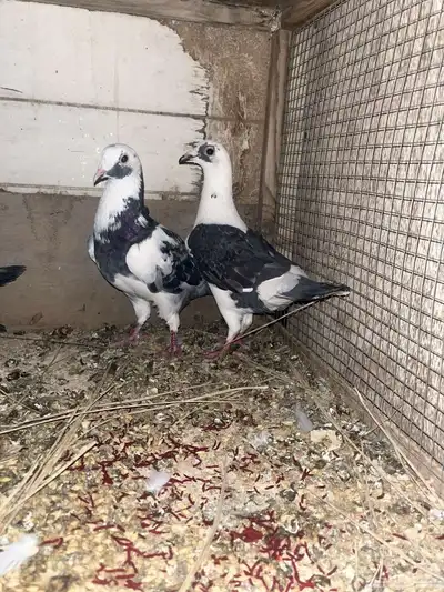 حمام زاجل ما شاء الله 0