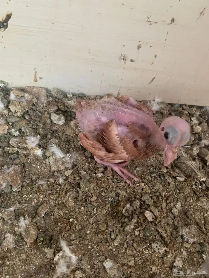 جوز فراشه معه فرخ جوز لاحم معه فرخين 7
