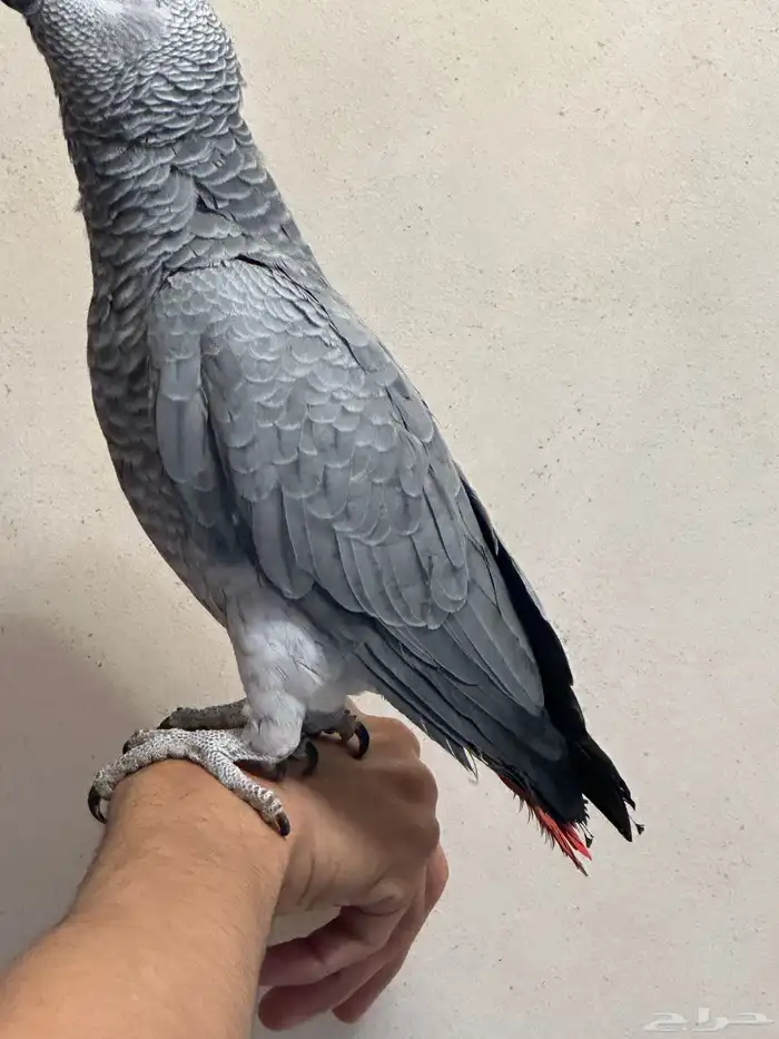 فرخ كاسكو دبل سوبر ( تم البيع ) 13