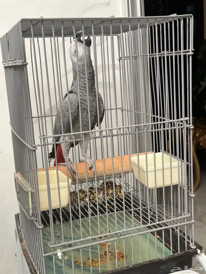 فرخ كاسكو دبل سوبر ( تم البيع ) 9