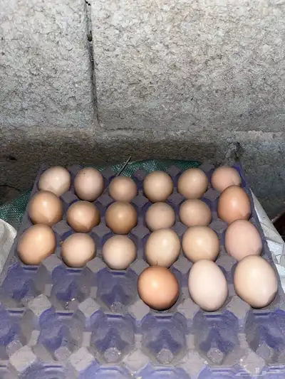 بيض براهما كولمبي دم صافي بيور 0