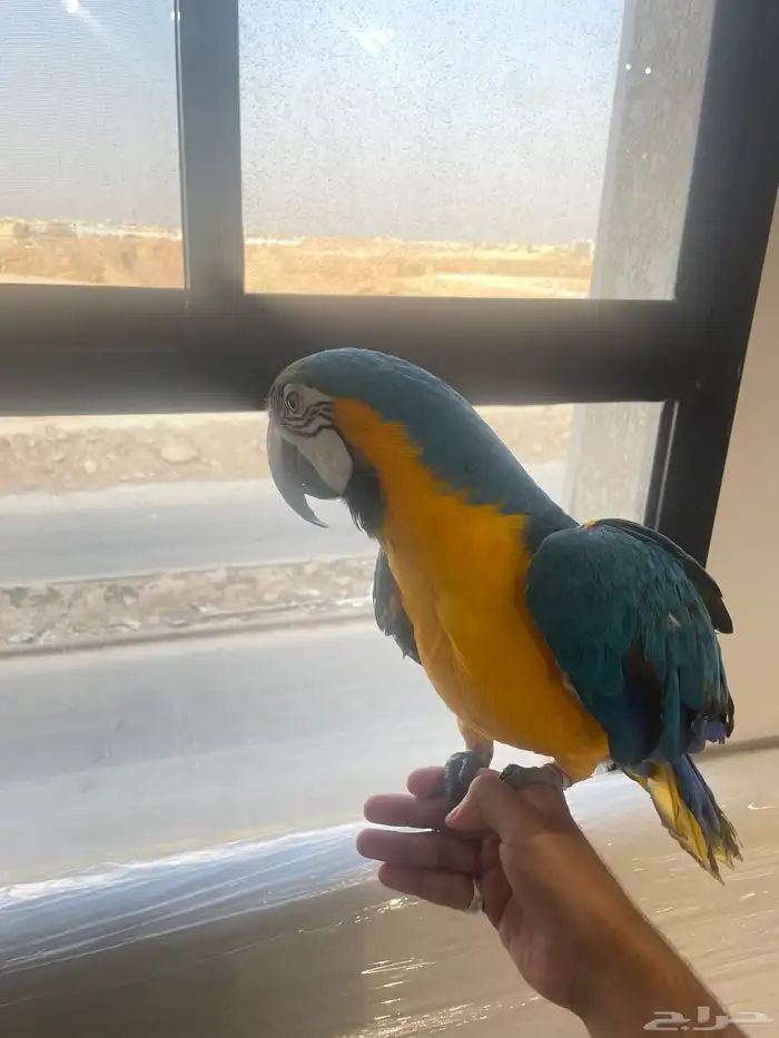 مكاو بلو اند قولد اليف ومتكلم ( تم البيع ) 4