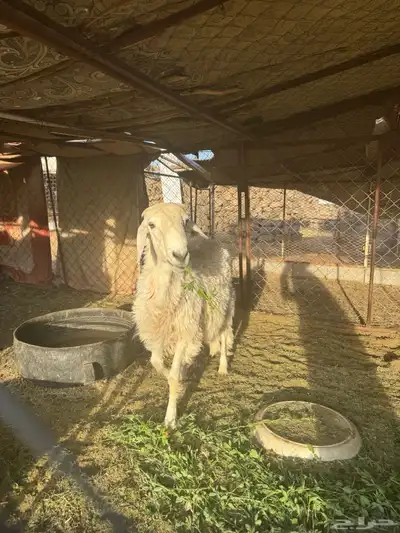 خروف حررري 0