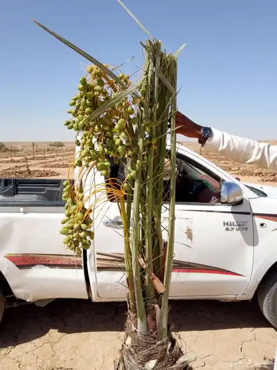 صقعي شبيبي مجدول ونان 4
