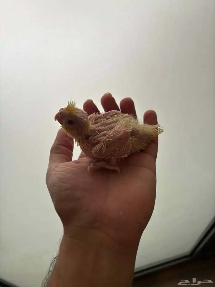 عرض خاص لاتينوو تم البيع 2