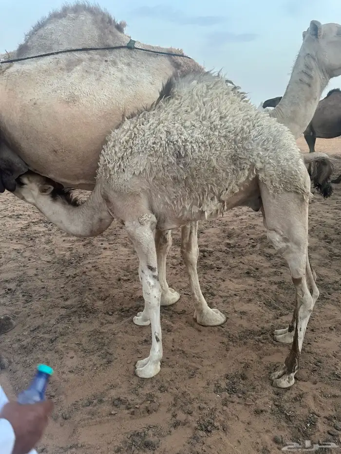 قعود قصب على حليب امه 0