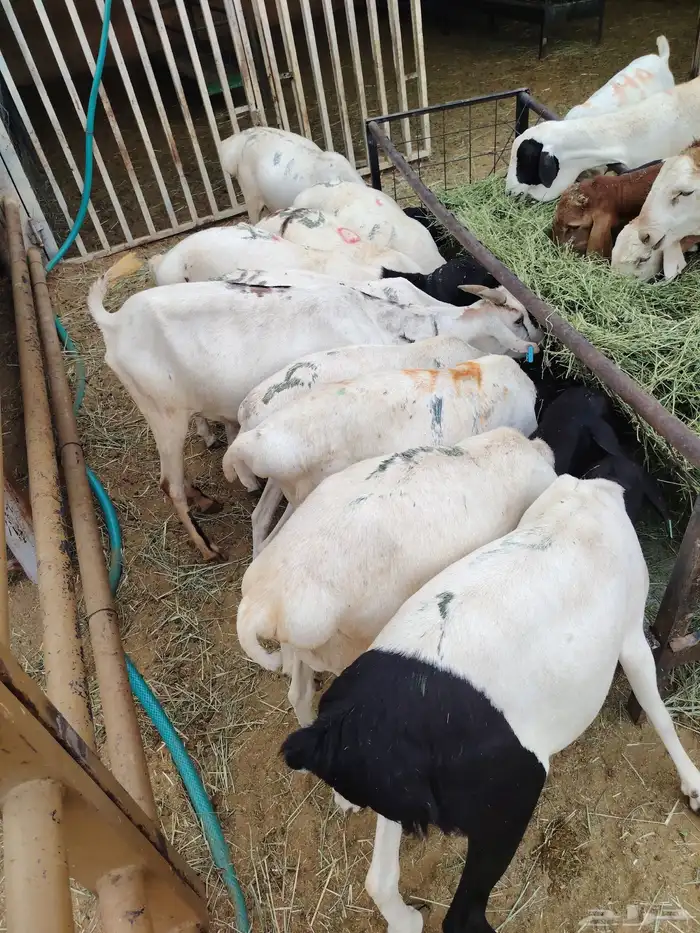 جمله وتفريد غنم برابر وتيوس تربية 0