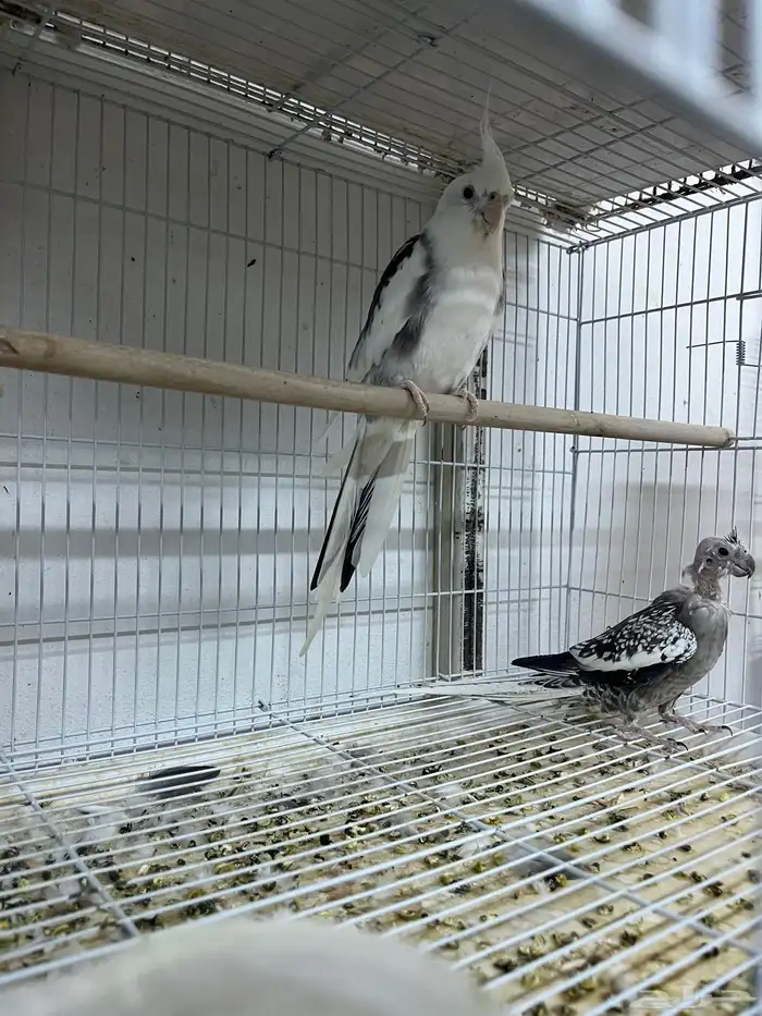 زوج كروان زوجين كروان للبيع 0