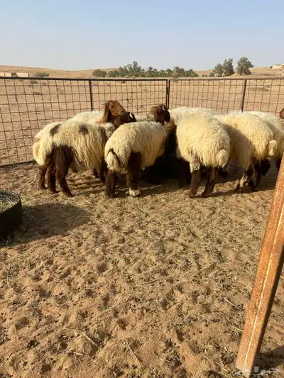 خرفان نعيم 7
