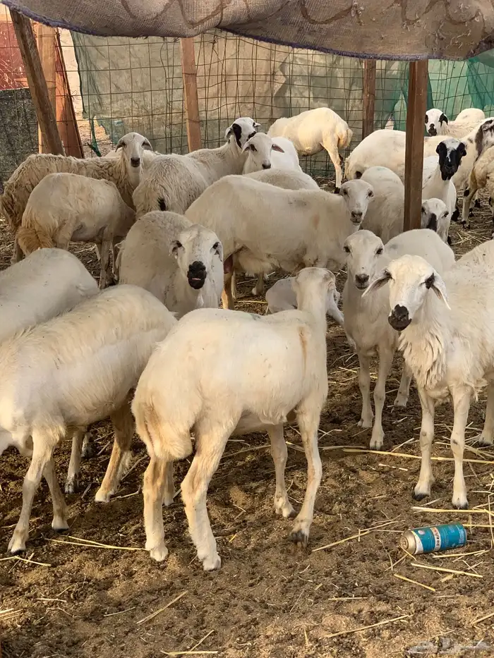 للبيع رخال رفيديات مواليد ودفيع 1
