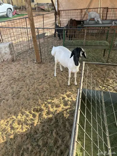 بربري مربى ثني 0