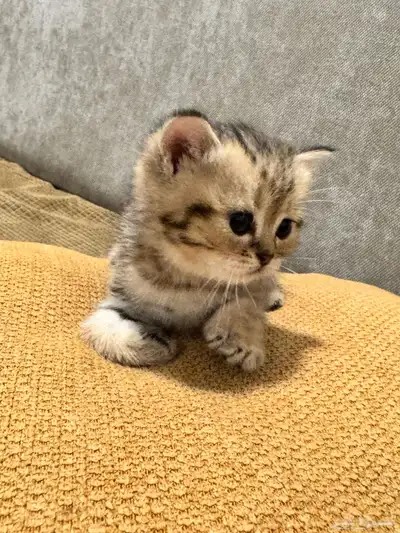 قطط كيتن سكوتش ستريت وفولد للبيع 4