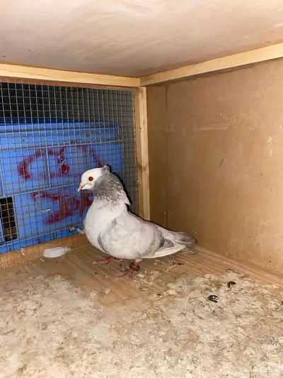 ذكر هزاز 0