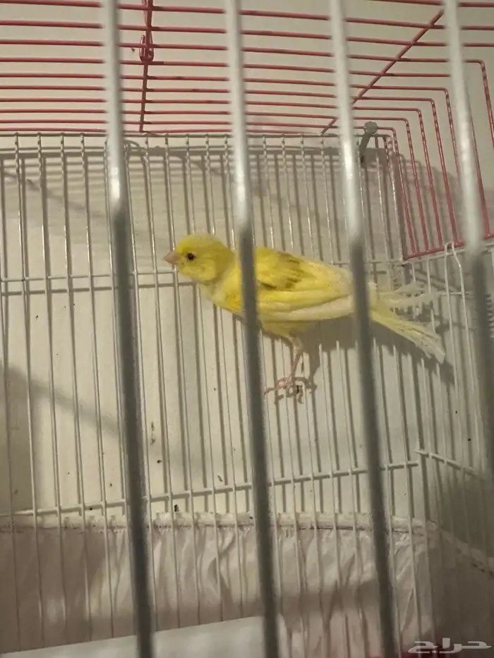 ذكر كناري سوري مغرد 1