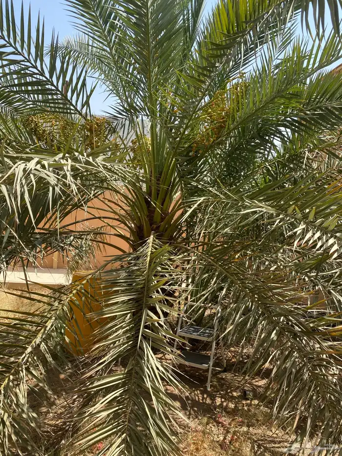 نقيلة دخينية وبرحي 1