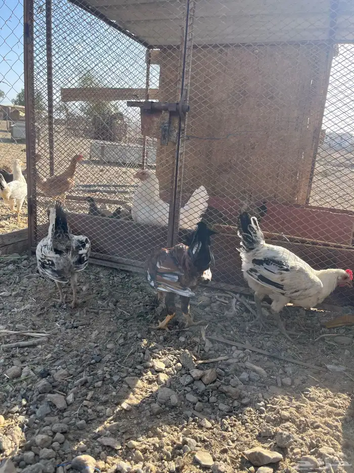 دجاج بلدي للبيع 11