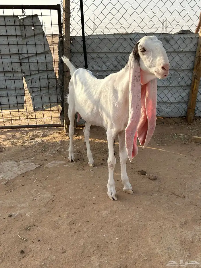 للبيع عنز هولنديه متبع 2